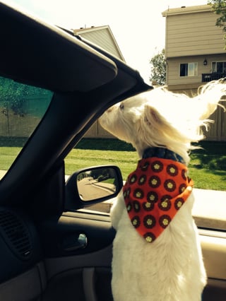 road-trip-with-your-dog